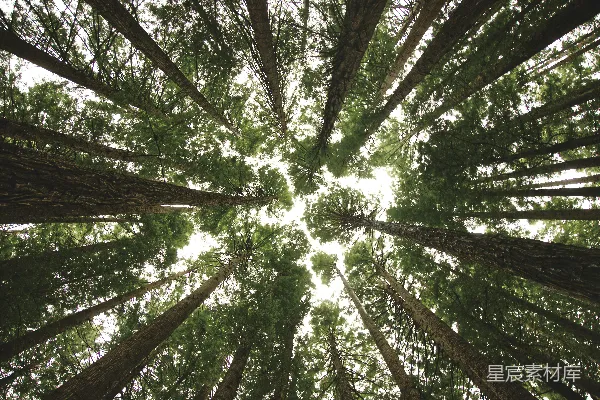 高清摄影 仰望森林的天空