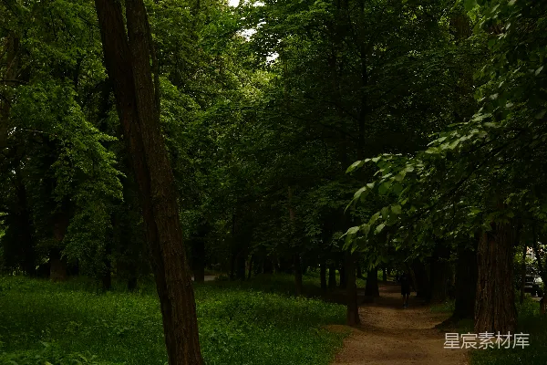 高清摄影 林间小道