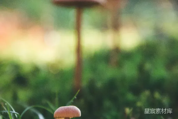 高清摄影 清晨森林中的蘑菇