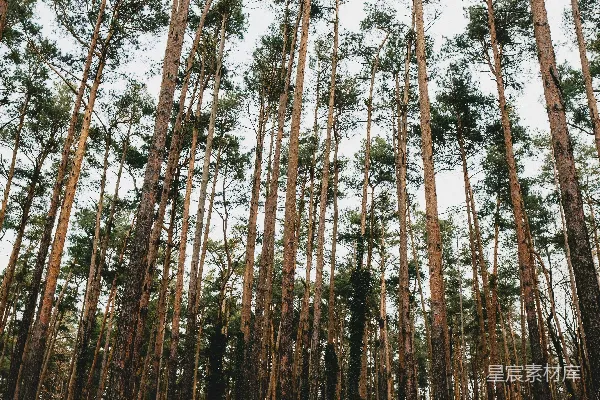 高清摄影 松树林