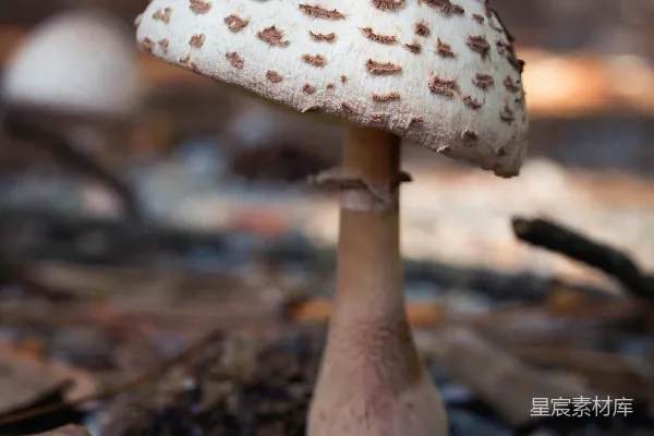 高清摄影 森林中的神秘蘑菇