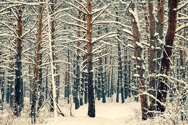 高清摄影 雪后的松树林