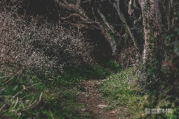 高清摄影 森林小径