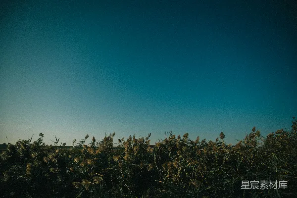 高清摄影 黄昏芦苇