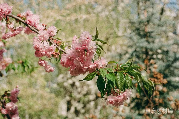 高清摄影 粉嫩樱花盛开