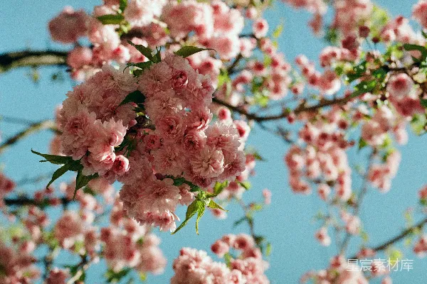 高清摄影 春风中的粉色樱花