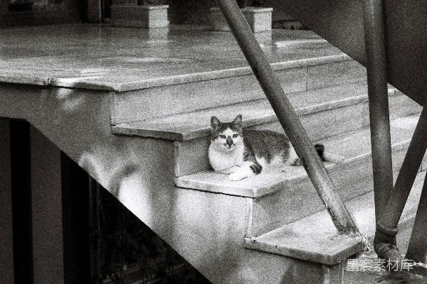高清摄影 楼梯上的猫