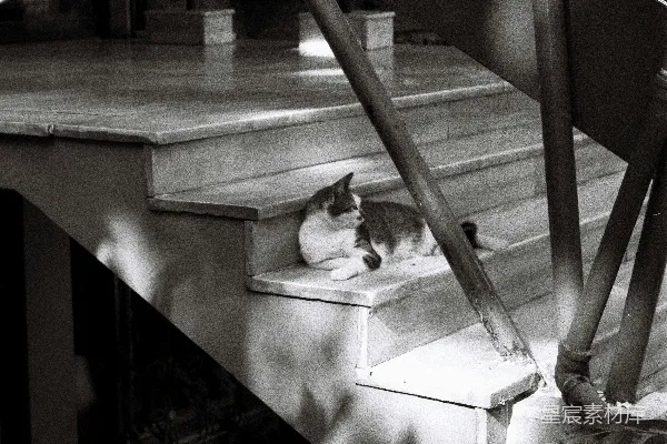 高清摄影 阳光下的小憩：楼梯上的猫咪