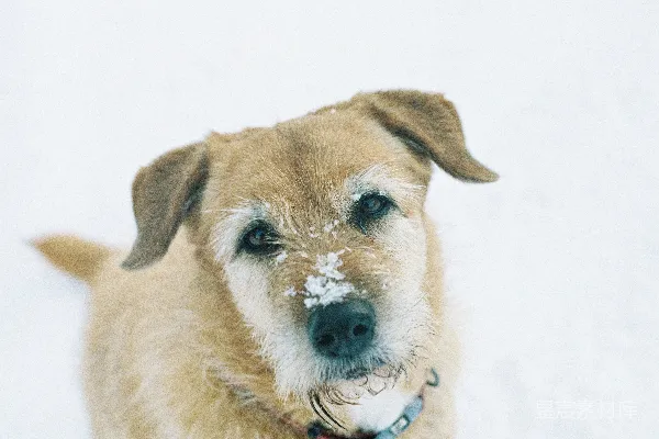 高清摄影 雪中的棕色小狗