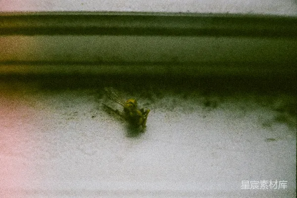 高清摄影 角落里的小飞虫