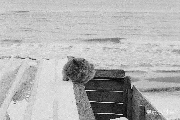 高清摄影 海边的猫咪
