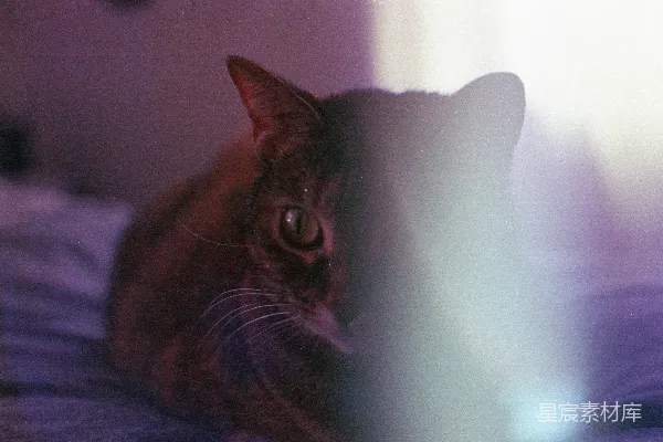 高清摄影 窗外的猫