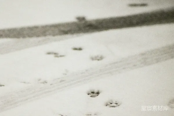 高清摄影 雪地里的动物足迹