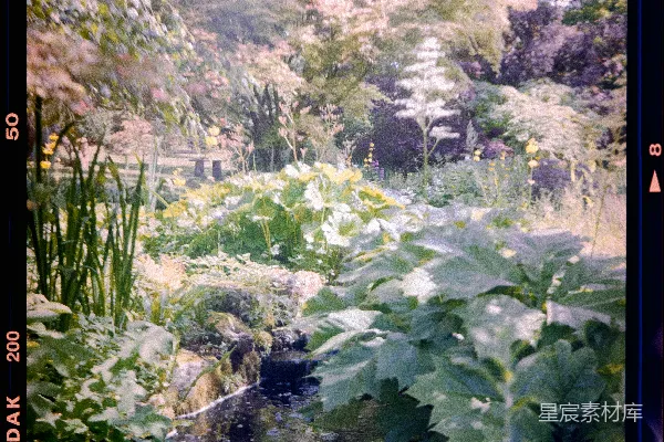 高清摄影 梦幻花园：溪流与繁花