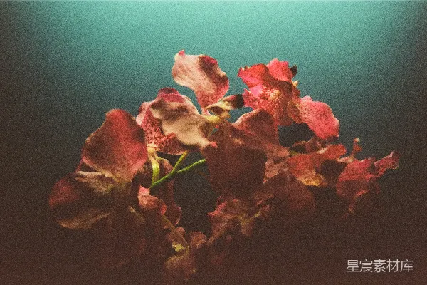 高清摄影 水下盛开的玫瑰
