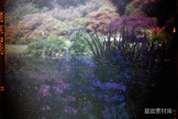 高清摄影 梦幻花园：紫色与绿色的交响