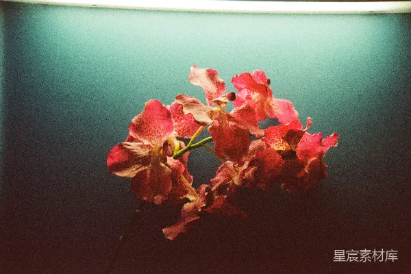 高清摄影 夕阳下的花朵