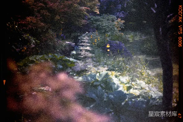 高清摄影 神秘花园的夜色