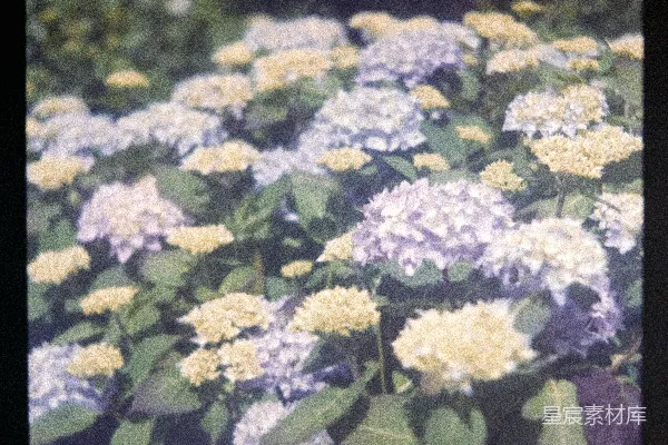 高清摄影 盛开的绣球花