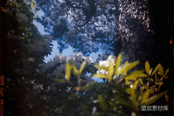 高清摄影 森林中的光影