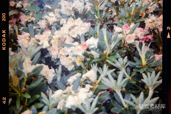 高清摄影 复古胶片上的花朵