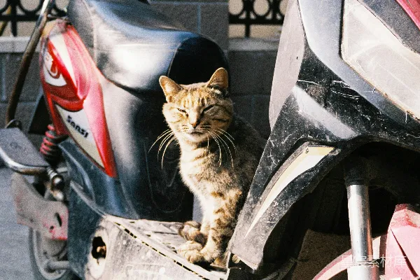 高清摄影 城市的角落：猫与摩托车