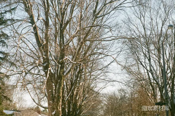 高清摄影 冬日雪景下的静谧街道