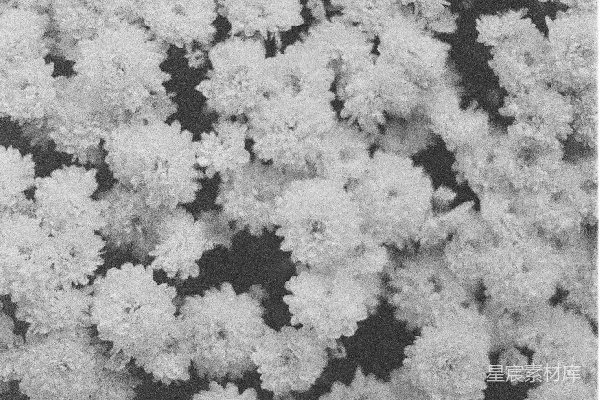 高清摄影 雪白的花朵背景