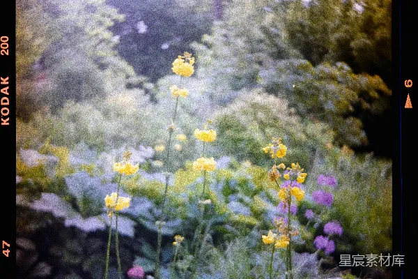 高清摄影 夏日花园中的黄色花朵