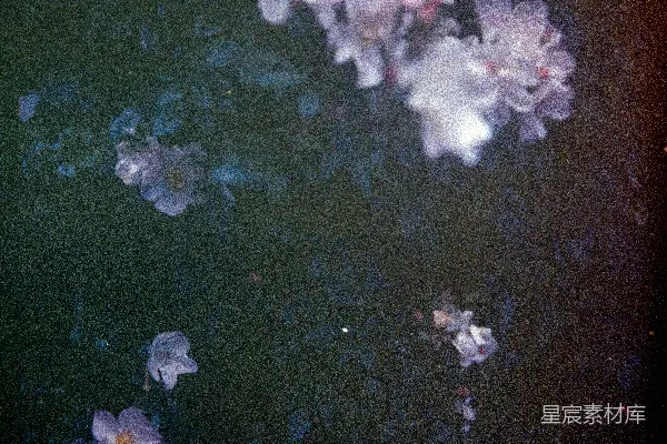 高清摄影 夜幕下的花影