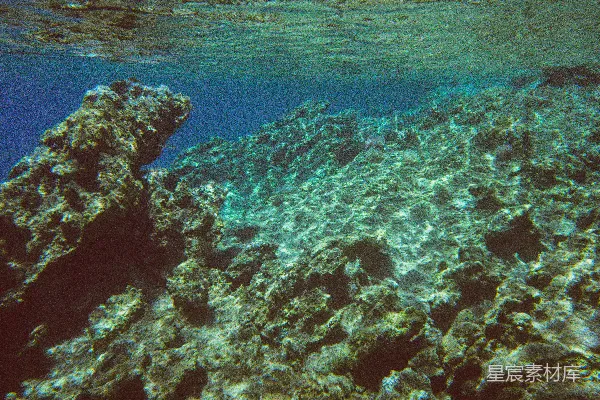 高清摄影 海底珊瑚礁