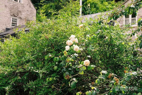 高清摄影 乡村花园中的玫瑰花