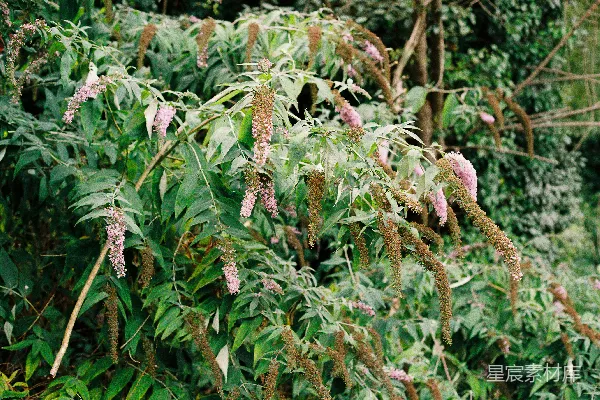 高清摄影 粉紫色的花簇