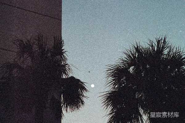 高清摄影 棕榈树下的夜晚