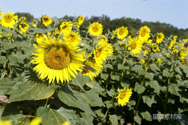 高清摄影 金黄向日葵田野