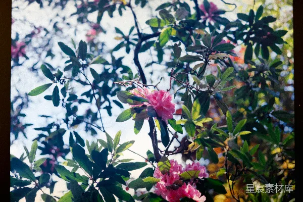 高清摄影 粉色花朵与绿叶交织的自然美景