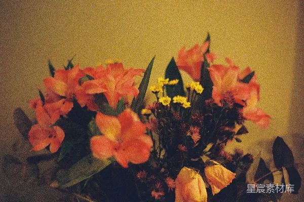 高清摄影 温暖的花束