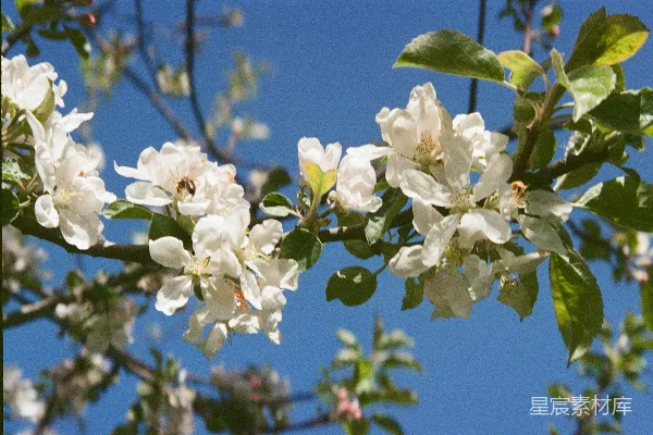 高清摄影 春风中的花与蜜蜂
