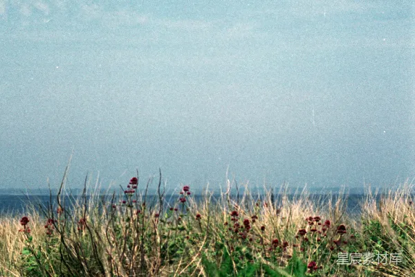 高清摄影 海边的野花与天空