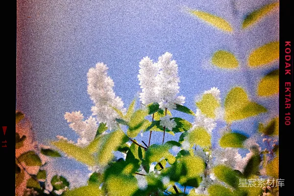 高清摄影 蓝天下的白色花簇