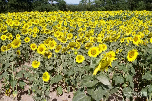 高清摄影 金黄向日葵田野