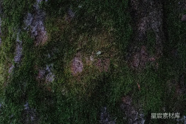高清摄影 古老岩石上的苔藓