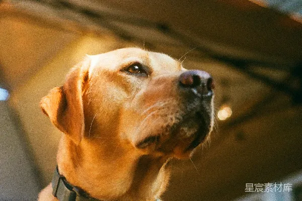 高清摄影 金毛猎犬的凝视
