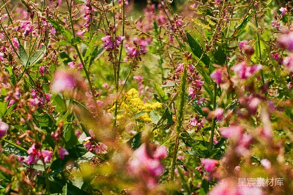 高清摄影 夏日田野中的粉紫色花海