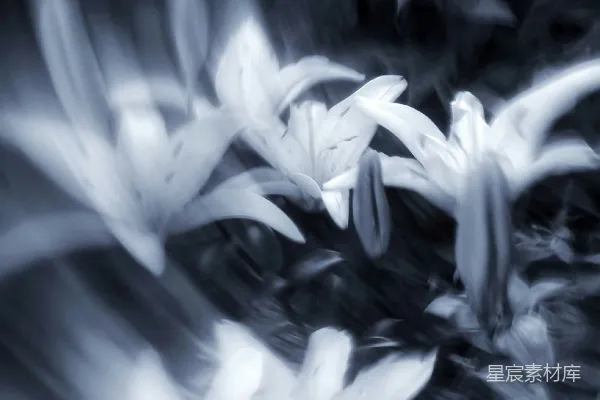 高清摄影 抽象黑白花卉