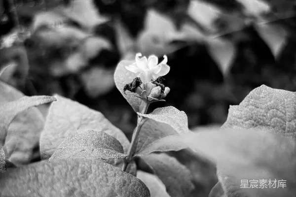 高清摄影 黑白花语