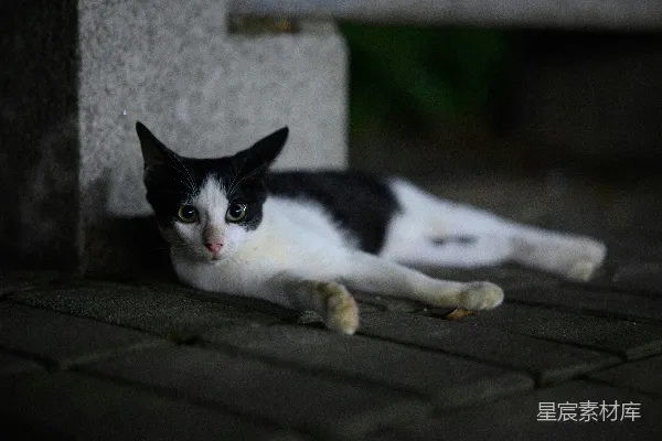 高清摄影 黑白色猫在夜晚的石头上休息
