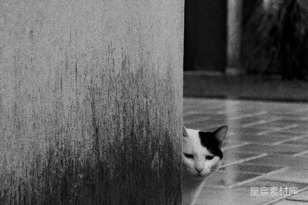 高清摄影 墙角的猫