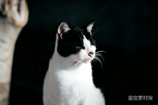 高清摄影 黑白色调的优雅猫咪