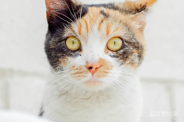 高清摄影 三色小猫的萌趣眼神